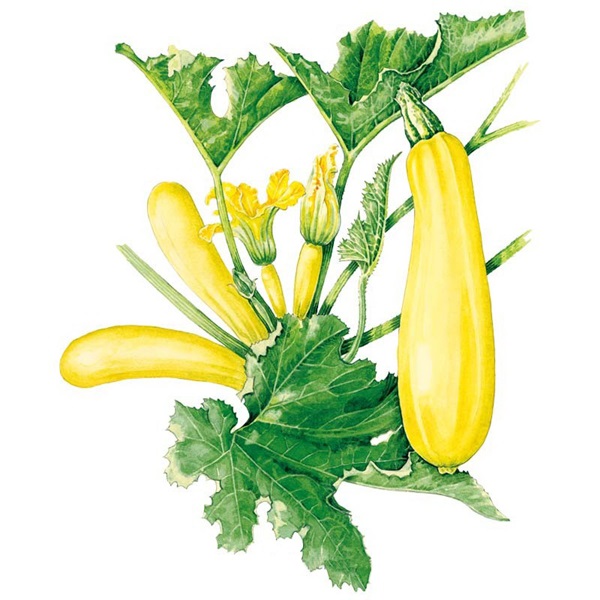 Botanical Interests 0252 Cube of Butter Summer Squash Seed, Squash, Cucurbita Pepo