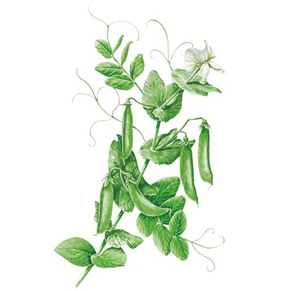 Botanical Interests 7314 Sugar Daddy Snap Pea Seed, Pea, Pisum Sativum