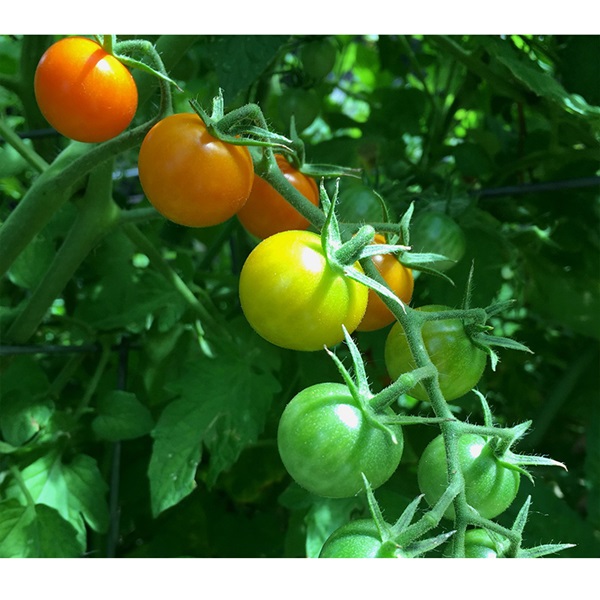 Botanical Interests 0185 Sun Gold Pole Cherry Tomato Seed, Tomato, Solanum Lycopersicum