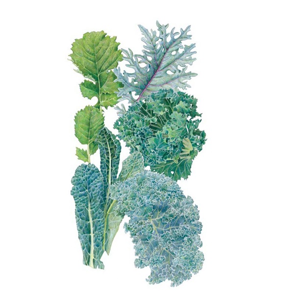 Botanical Interests 7317 Premier Blend Kale Seed, Kale, Brassica Oleracea and B. Nanus