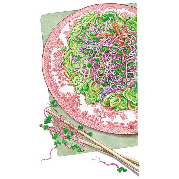 Botanical Interests 7804 China Rose Radish Sprouts Seed, Sprouts, Raphanus Sativus