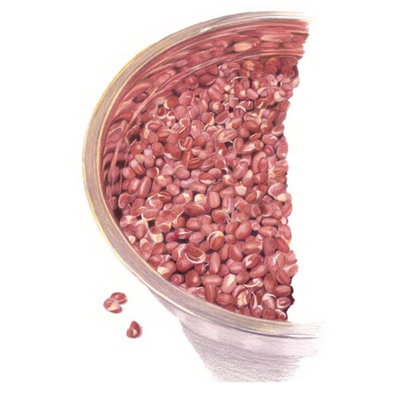 Botanical Interests 7814 Adzuki Bean Sprouts Seed, Sprouts, Vigna Angularis
