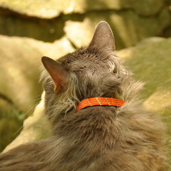 ElastaCat 07741 BLU10 Reflective Safety Stretch Collar with Charm, 3/8 in W Collar, 10 in L Collar, Blue - 2