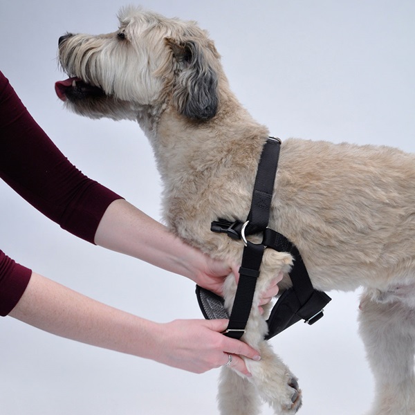 Coastal Pet Products Easy Rider 06000 BLKSML Dog Harness, S, Fastening Method: Buckle, Nylon Harness, Black
