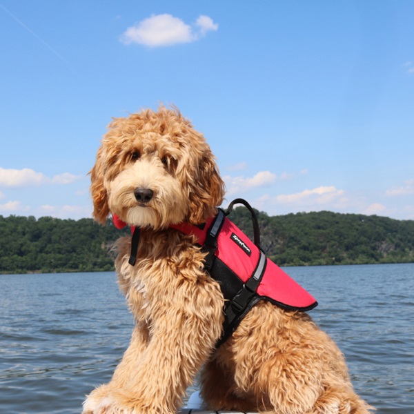 ZippyPaws ZP498 Adventure Dog Life Jacket, S, 16 to 20 in Chest/Girth, Red - 4