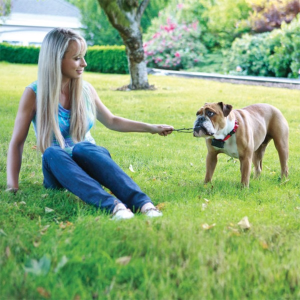 PetSafe Stubborn Dog In-Ground Fence PRF-275-19 Receiver Collar, Nylon/Plastic, Red - 4