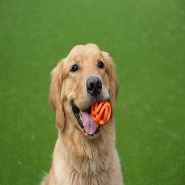 Chuckit! Breathe Right 31931 Dog Toy, S, Rubber, Orange