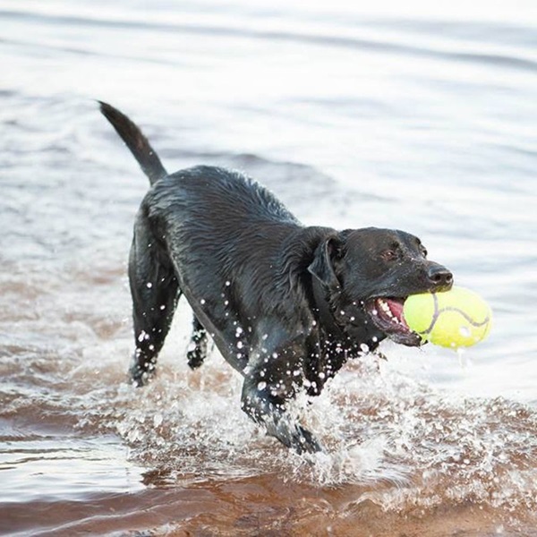 Kong AirDog ASFB1 Dog Toy, L, Squeaker, Yellow