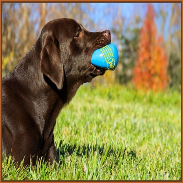 Petmate 43032 Dog Toy, L, Squeaker, Ball, Rubber, Assorted Petmate 43032 Dog Toy, L, Squeaker, Ball, Rubber, Assorted