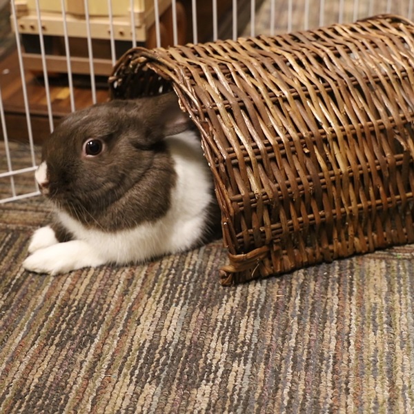 Ware 03904 Twig Tunnel, Willow, Natural
