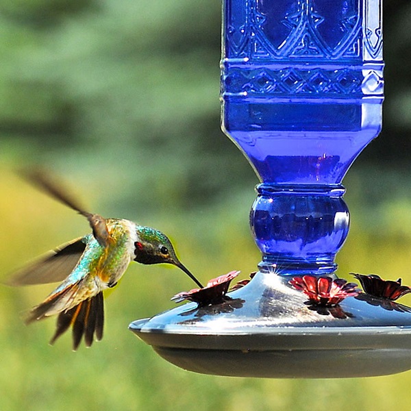 Perky-Pet 8117-2 Bird Feeder, Antique Bottle, 16 oz, Nectar, 4 -Port/Perch, Glass, Cobalt Blue, 9-3/4 in H