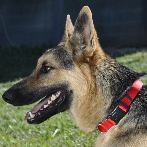 Coastal Pet Products 06901 BLK26 Adjustable Dog Collar, 18 to 26 in Neck, 1 in W Collar, Nylon, Black - 1