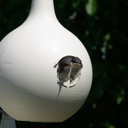 Heath 30004 Purple Martin Gourd, 17-1/4 in W, 9-1/2 in D, 14 in H, Plastic, Off-White, Pole