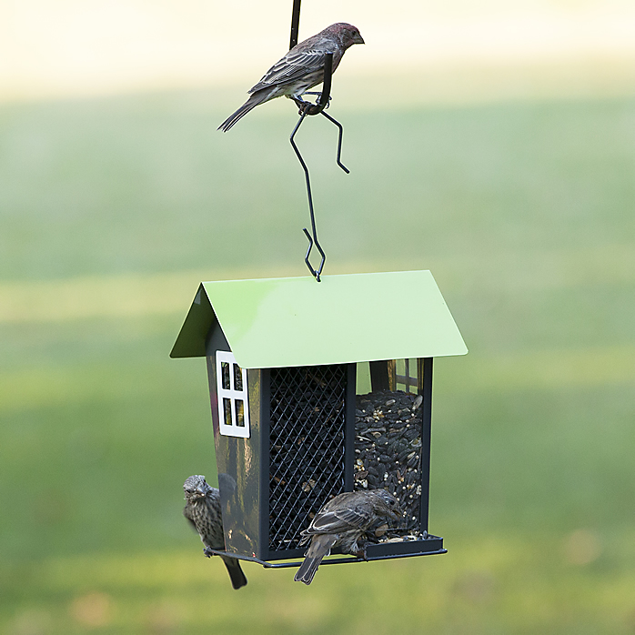 Perky-Pet 420 Bird Feeder, 2 lb, Mixed Seed, Peanut Pieces, Black Oil Sunflower Seed, Safflower Seed, 4-Port/Perch