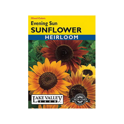 Lake Valley Seed 642 Evening Sun Sunflower Seeds, Sunflower, Helianthus Annuus, Summer Bloom - 1