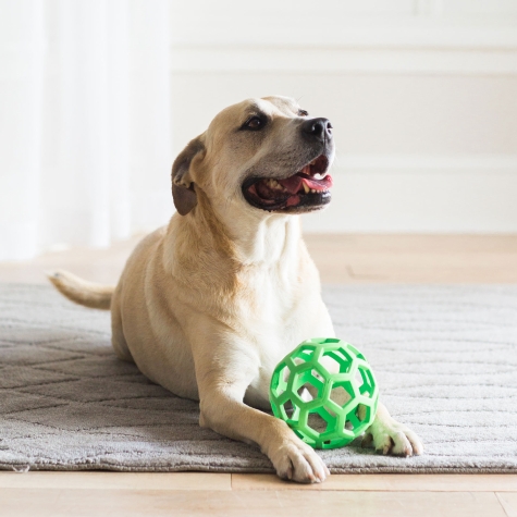 JW 43110 Dog Toy, S, Hol-ee Roller, Rubber, Assorted