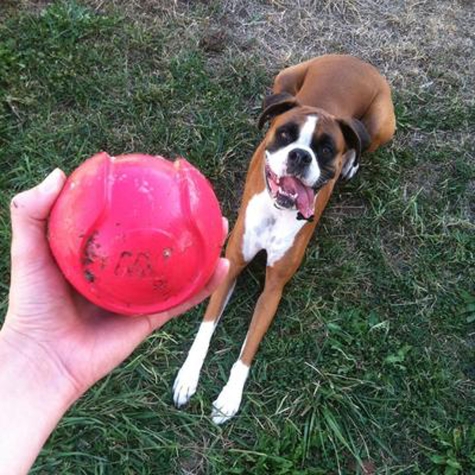 JW iSqueak 0440036 Dog Toy, M, Squeaker Toy, Bouncin Baseball, Rubber, Assorted