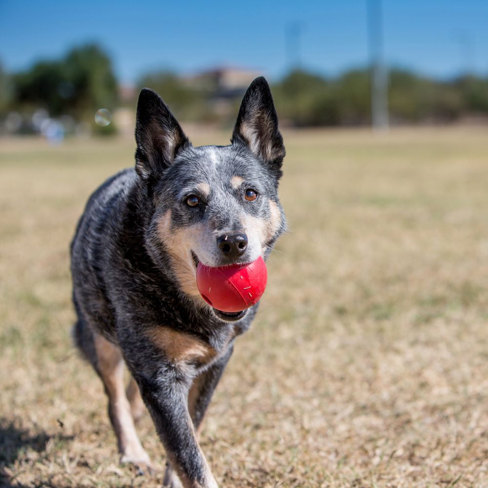 Kong KB2 Dog Toy, S, Ball, Rubber, Red