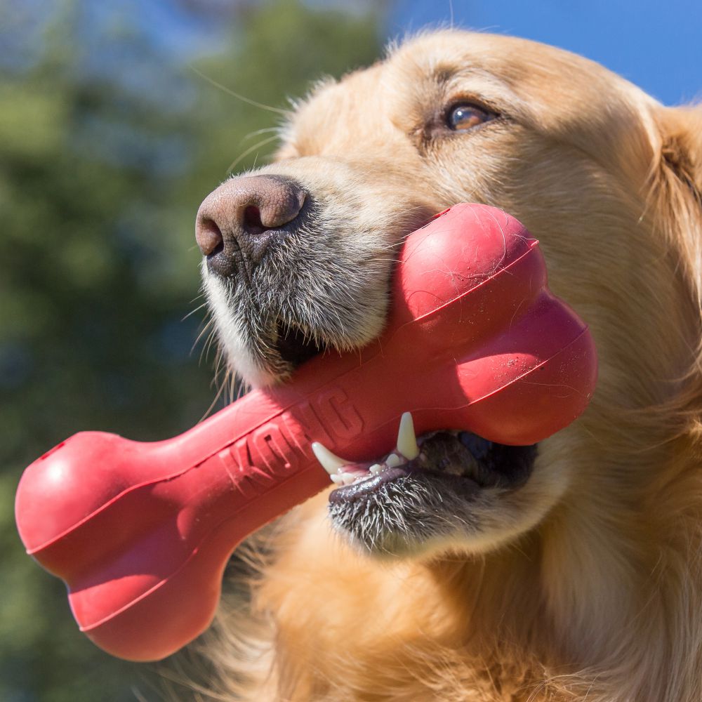 Kong Goodie Bone 10011 Dog Toy, M, Bone, Rubber, Red