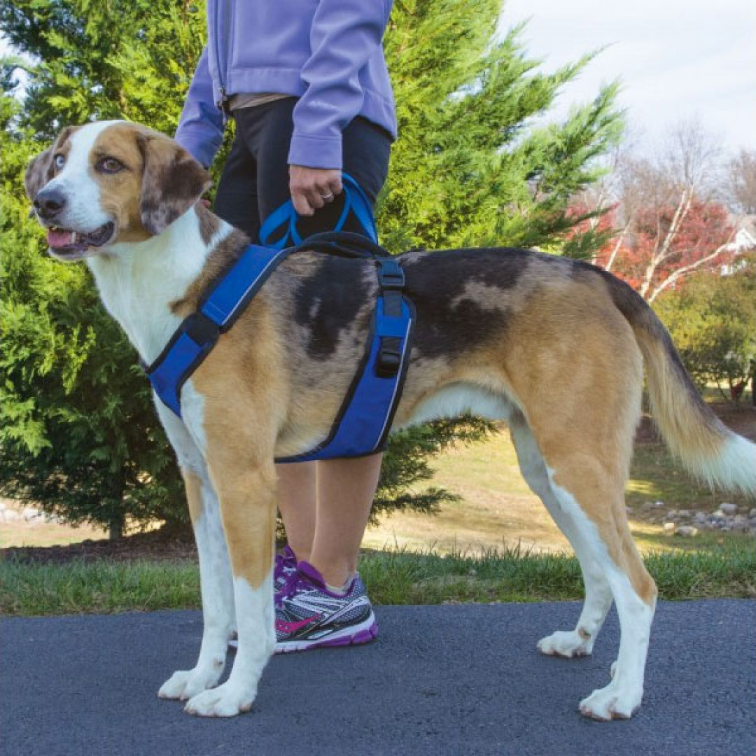 PetSafe EasySport ESPH-S-BLK Dog Harness, S Breed, Black, 20 to 30 lb, Quick-Snap, Nylon, Black