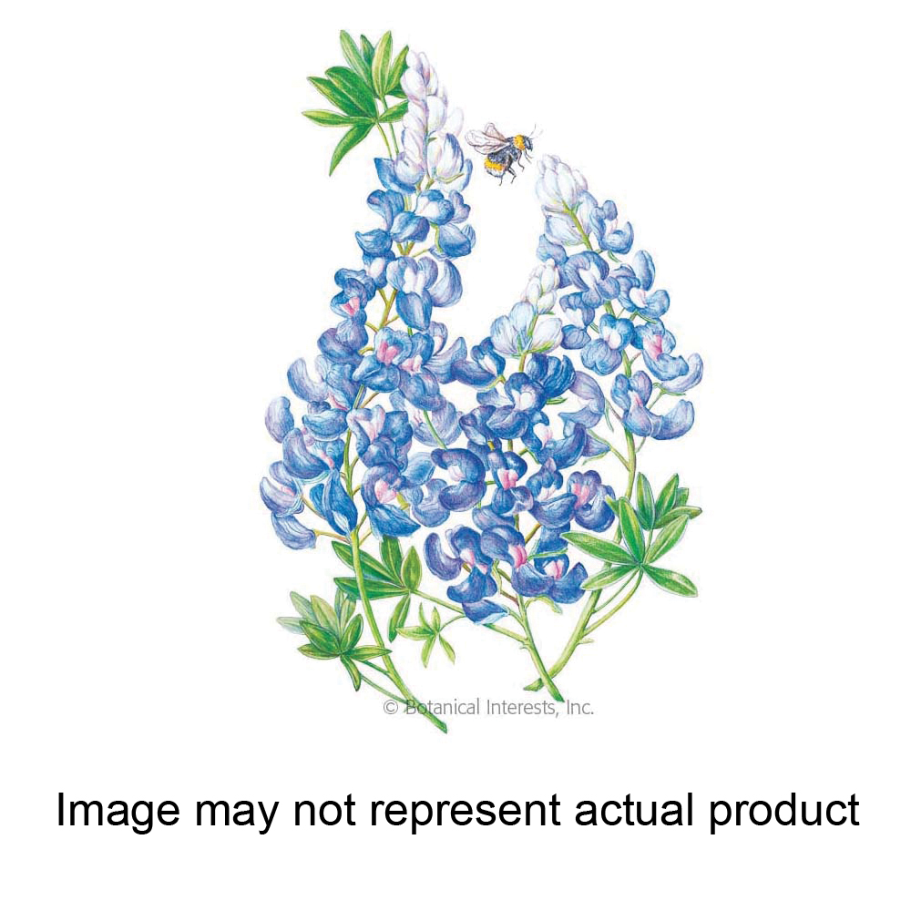Botanical Interests 1043 Flower Seed, Bluebonnet, Lupinus Texensis, Spring Bloom, Blue Bloom, 2 g