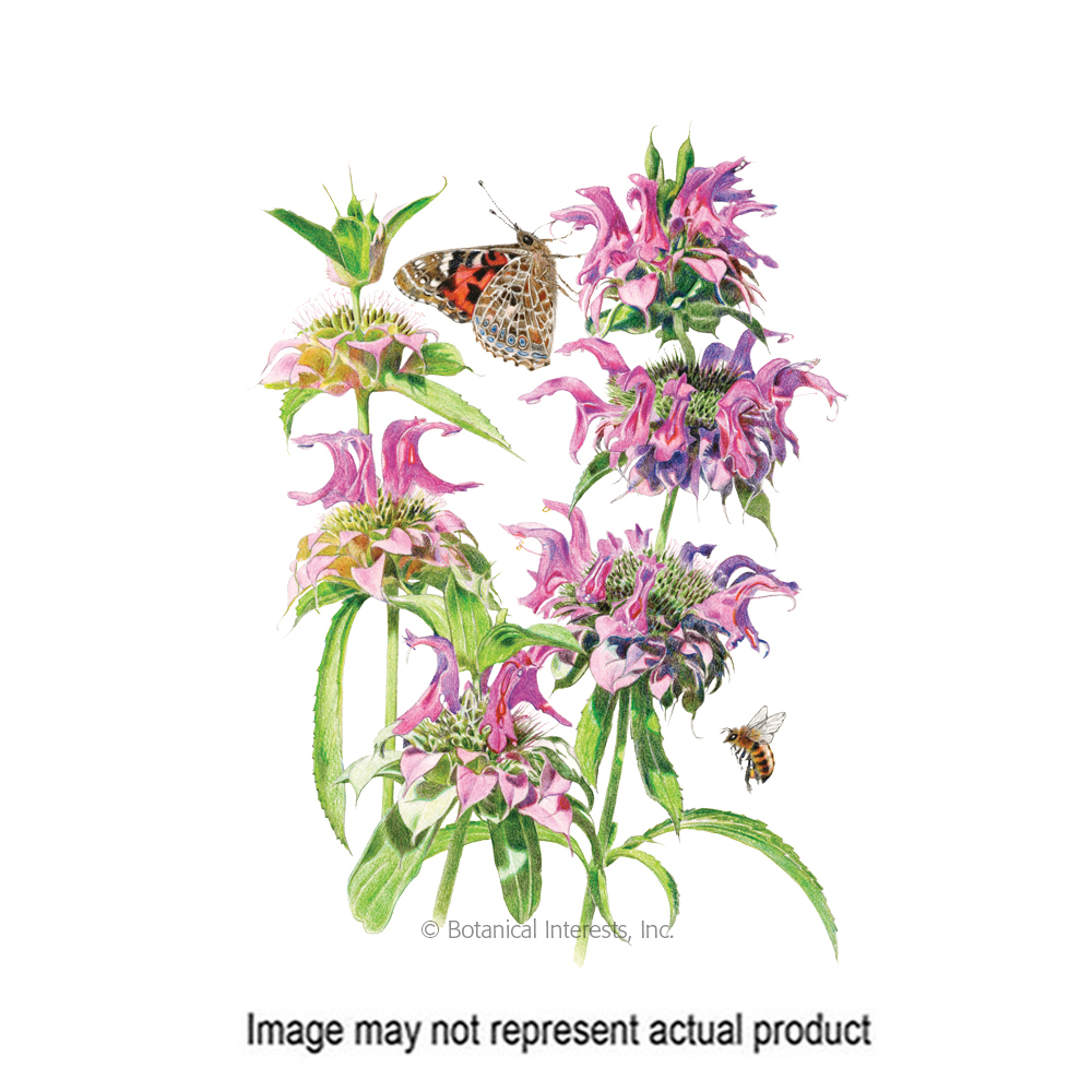 Botanical Interests 1085 Flower Seed, Bee Balm, Monardo, Summer Bloom, Lavender Bloom, 50 mg