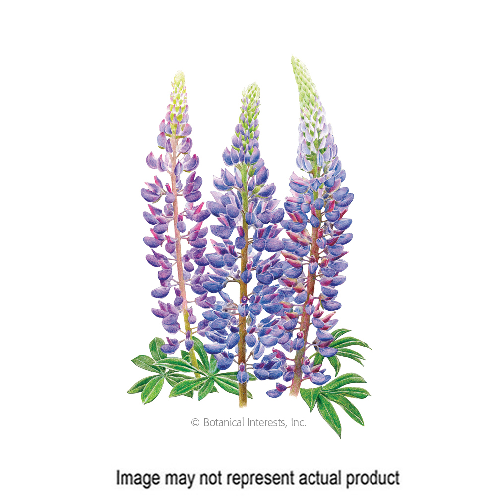 Botanical Interests 1287 Flower Seed, Sundial Lupine Bluebonnet, Lupinus Perennis, Spring Bloom, Blue/Purple-Blue Bloom