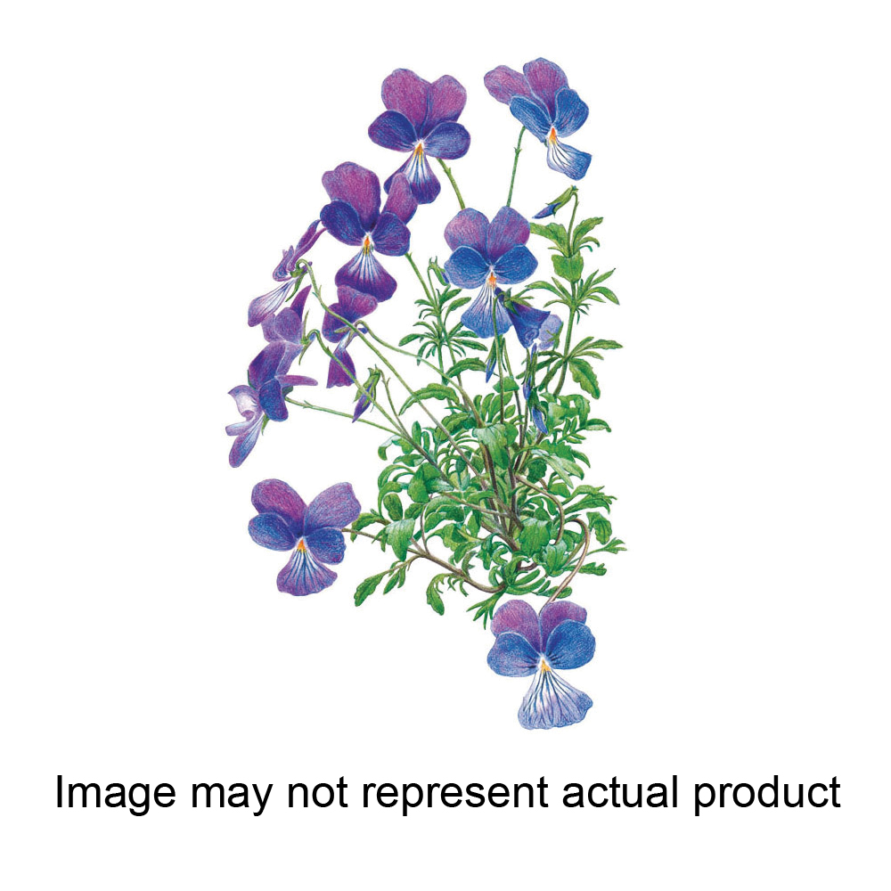 Botanical Interests 1321 Flower Seed, Viola, Viola Corsica, Spring to Fall Bloom, Blue Purple Bloom, 100 mg
