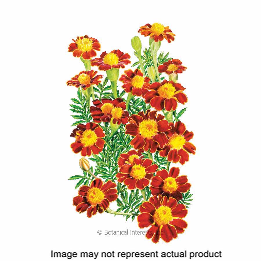 Botanical Interests 2041 Organic Flower Seed, Marigold, Tagetes Patula, Summer to Frost Bloom, Red Metamorph Bloom