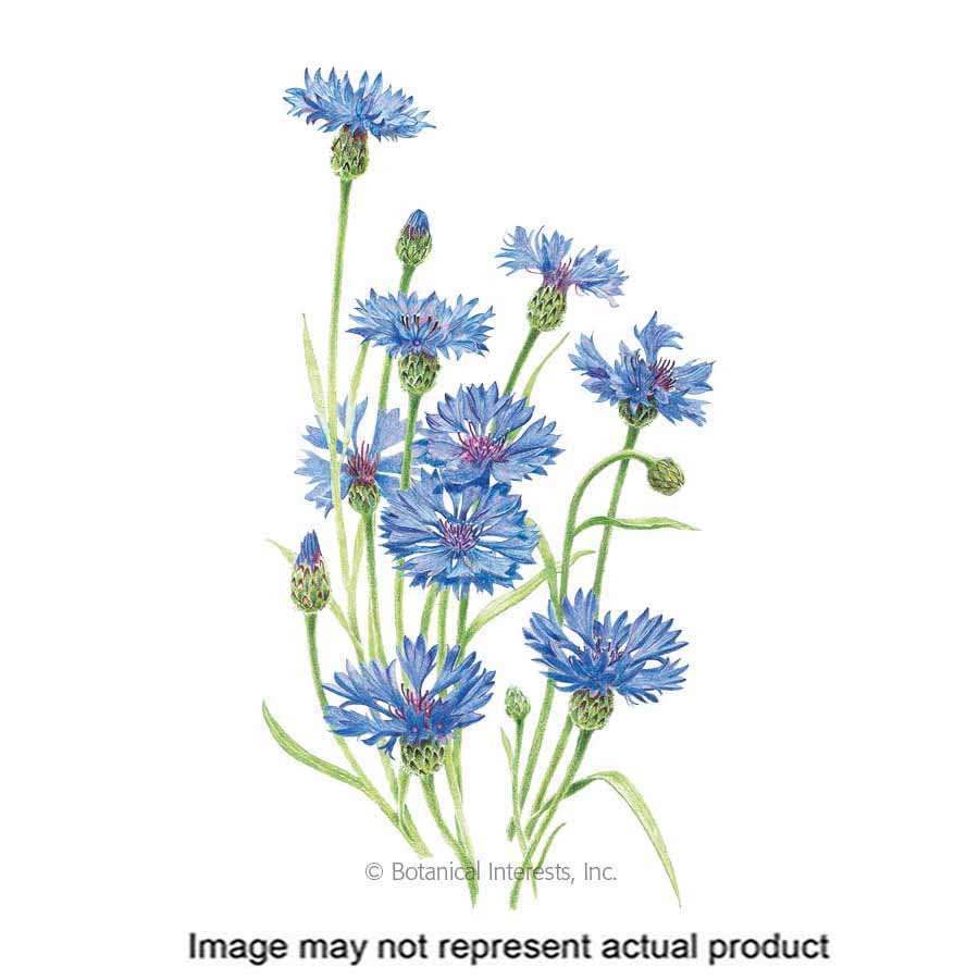 Botanical Interests 1002 Flower Seed, Button, Centaurea Cyanus, Fall Planting, Summer Bloom, Sky Blue Bloom, 2 g