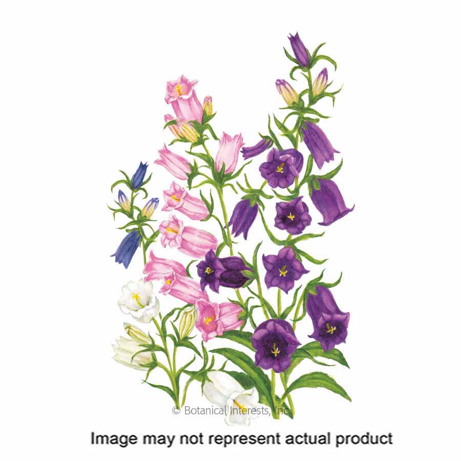 Botanical Interests 1004 Flower Seed, Canterbury Bells, Campanula Medium, Spring to Summer Bloom, 500 mg