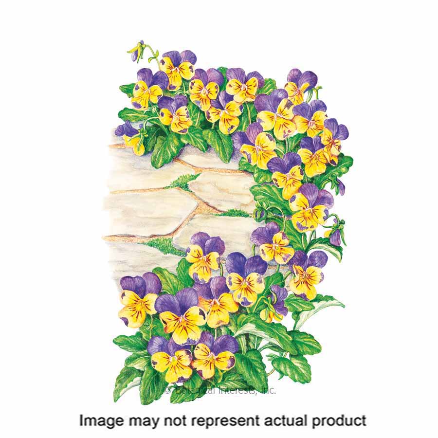 Botanical Interests 1045 Flower Seed, Johnny-Jump-Up Viola, Viola Tricolor, Cool Weather Bloom, Purple/Yellow Bloom