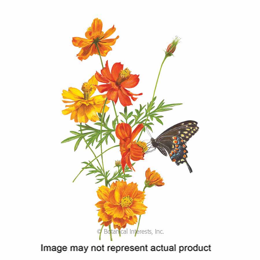 Botanical Interests 1049 Flower Seed, Bright Lights Blend Cosmos, Cosmos Sulphureus, Summer to Frost Bloom, 1 g
