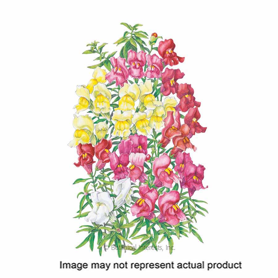 Botanical Interests 1061 Flower Seed, Magic Carpet Blend Snapdragon, Antirrhinum Majus, Cool Weather Bloom, 350 mg - 1
