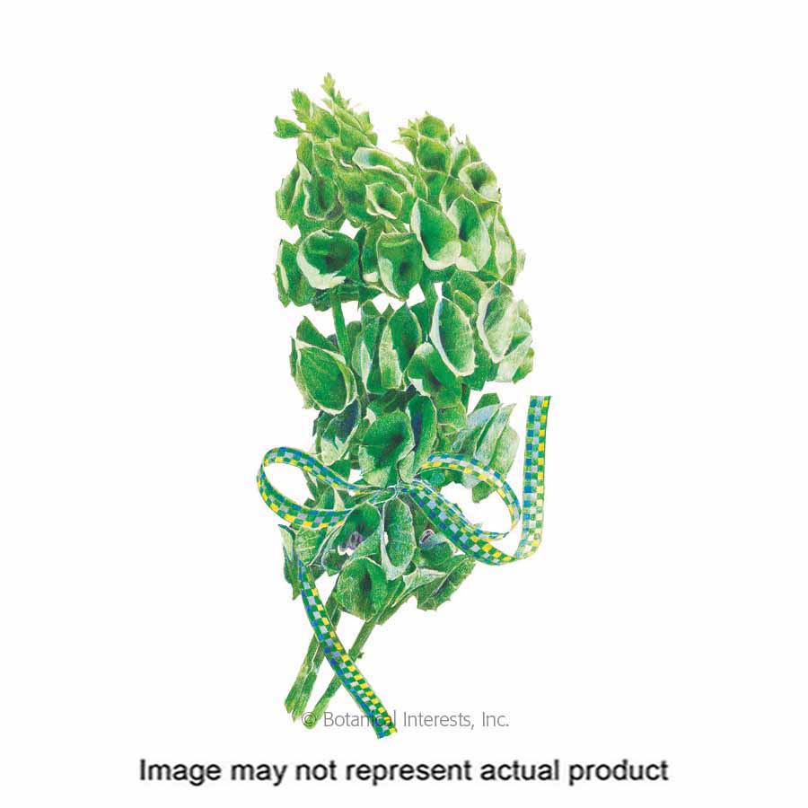 Botanical Interests 1148 Flower Seed, Bells of Ireland, Moluccella Laevis, Summer Bloom, Green Bloom, 500 mg