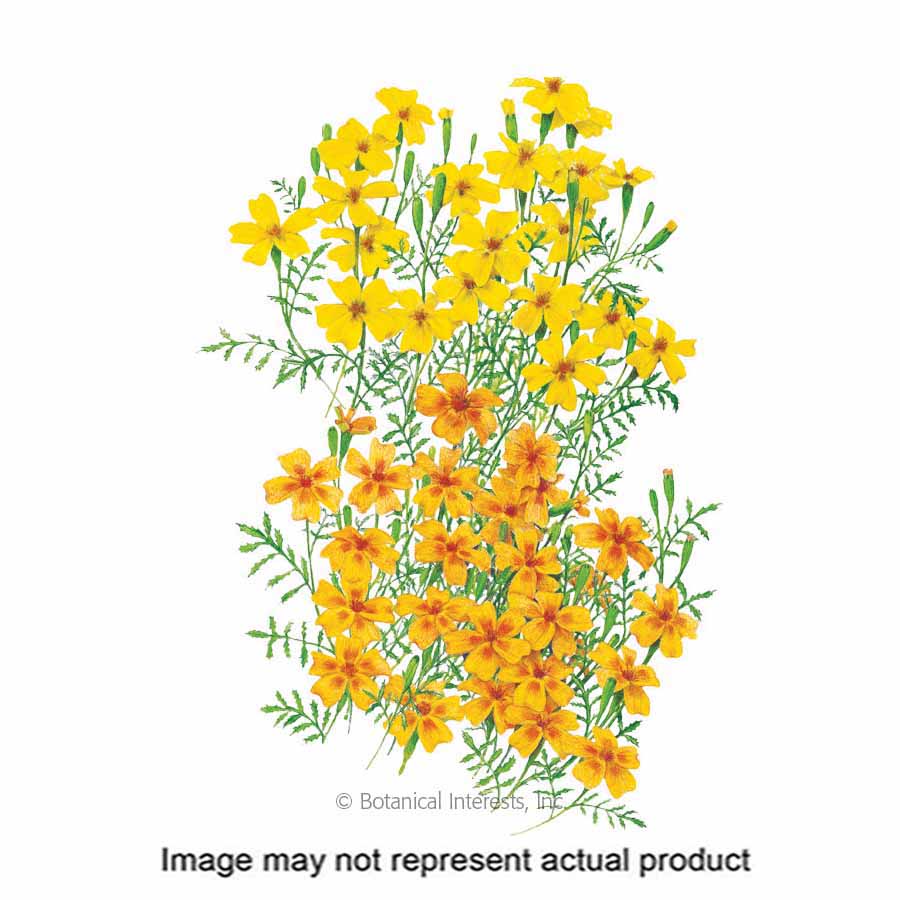 Botanical Interests 1189 Flower Seed, Lemon and Tangerine Gems Signet Marigold, Tagetes Tenuifolia, Orange/Yellow Bloom