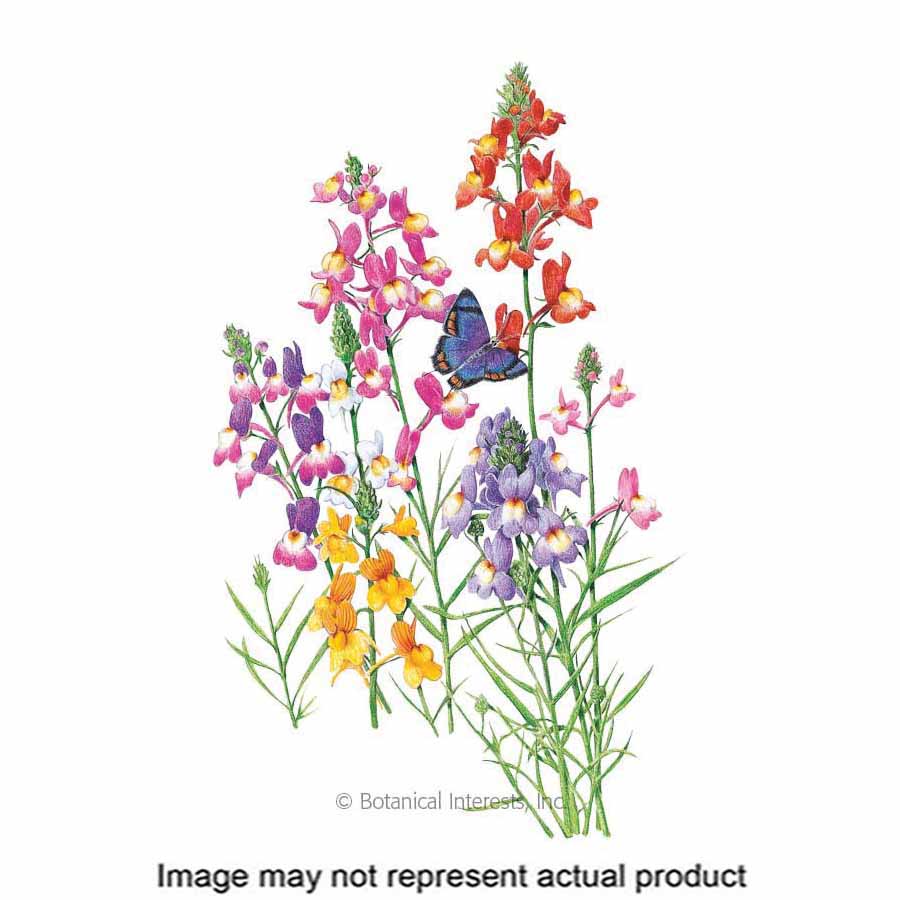 Botanical Interests 1269 Flower Seed, Fairy Bouquet Linaria, Linaria Maroccana, Late Summer Planting, 200 mg - 1