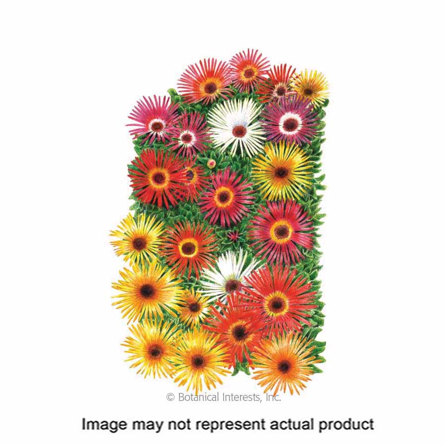 Botanical Interests 1309 Flower Seed, Iceplant, Livingstone Daisy, Cleretum Bellidiforme, Late Summer Planting, 250 mg