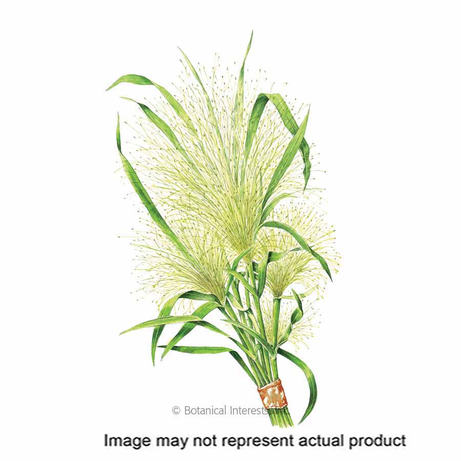 Botanical Interests 1407 Flower Seed, Grass, Panicum, Summer to Frost Bloom, Green/Silver Bloom, 250 mg