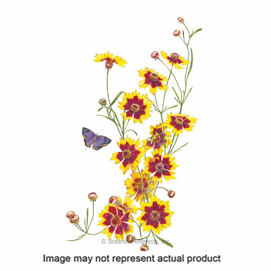 Botanical Interests 1411 Flower Seed, Plains Coreopsis, Coreopsis Tinctoria, Summer to Frost Bloom, 100 mg