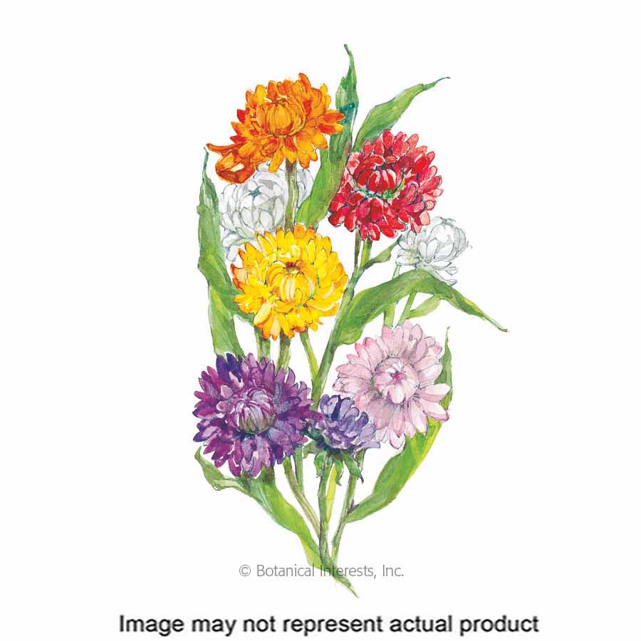 Botanical Interests 1414 Flower Seed, Strawflower, Helichrysum Bracteatum, Summer to Frost Bloom, 100 mg