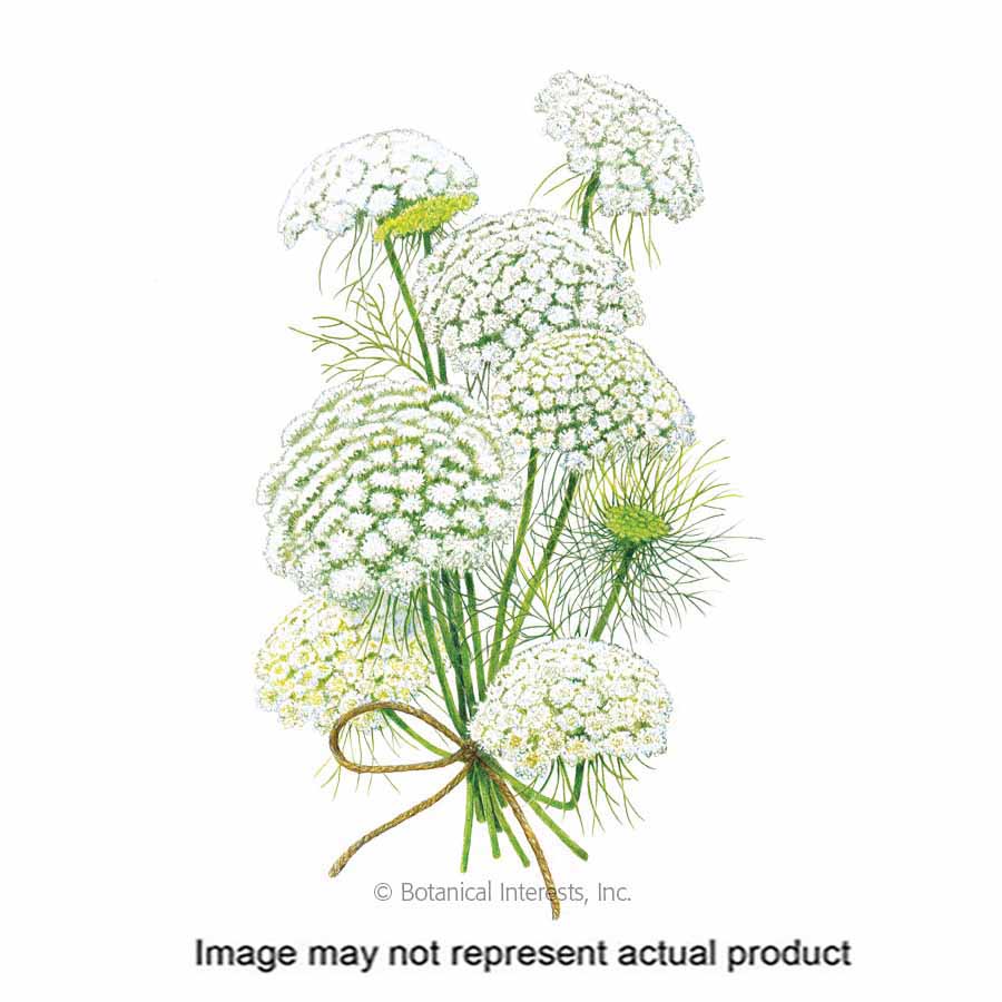 Botanical Interests 1415 Flower Seed, Mist Ammi, Ammi Visnaga, Summer to Frost Bloom, Green/White Bloom, 100 mg