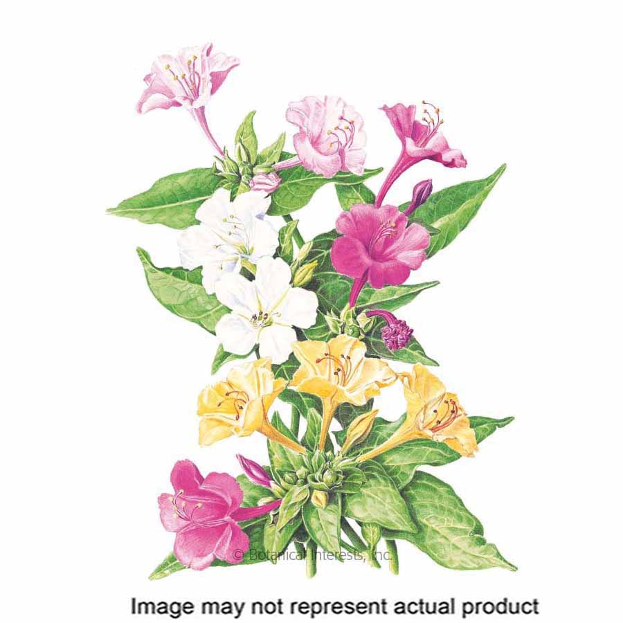 Botanical Interests 1019 Flower Seed, Four O'clock, Mirabilis Jalapa, Summer To Frost Bloom, 2 g