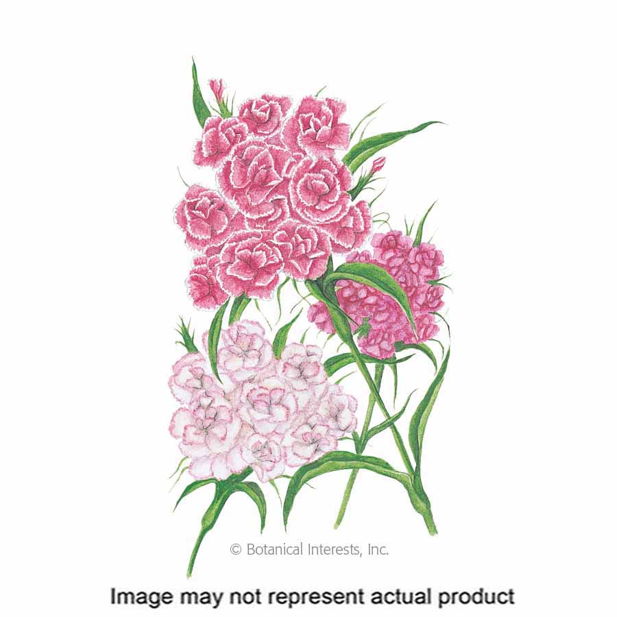 Botanical Interests 1087 Flower Seed, Sweet William, Dianthus Barbatus, Early Summer Planting, 750 mg