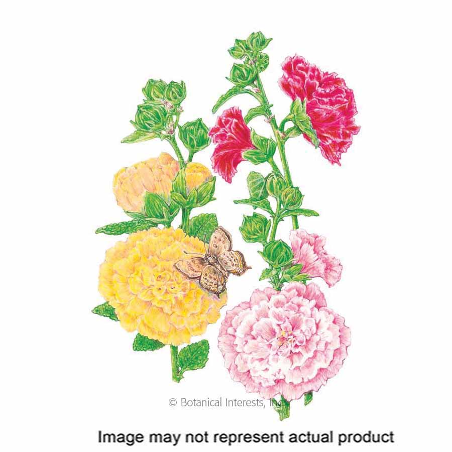 Botanical Interests 1099 Flower Seed, Hollyhock, Alcea Rosea, Summer Bloom, 500 mg - 1