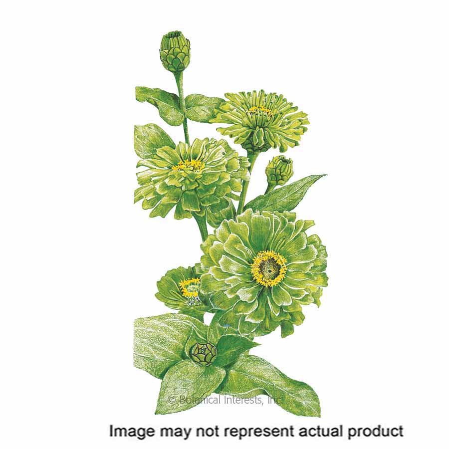 Botanical Interests 1102 Flower Seed, Envy Zinnia, Zinnia Elegans, Summer To Frost Bloom, Chartreuse Bloom, 750 mg