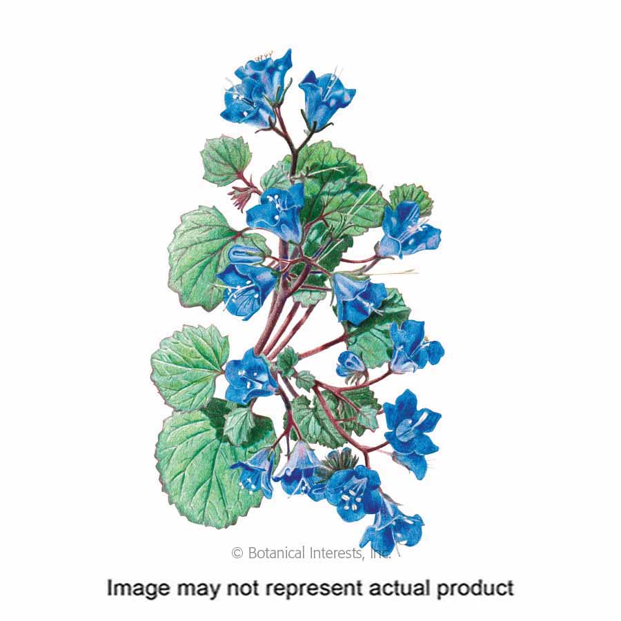 Botanical Interests 1108 Flower Seed, California Bluebells, Phacelia Campanularia, Spring Bloom, Blue Bloom, 1 g