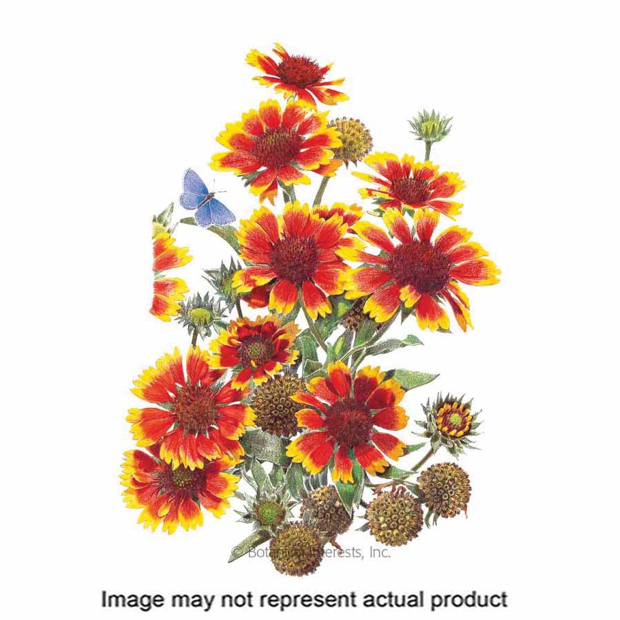 Botanical Interests 1127 Flower Seed, Goblin Gaillardia, Gaillardia X Grandiflora, Summer To Frost Bloom, Deep Red Bloom