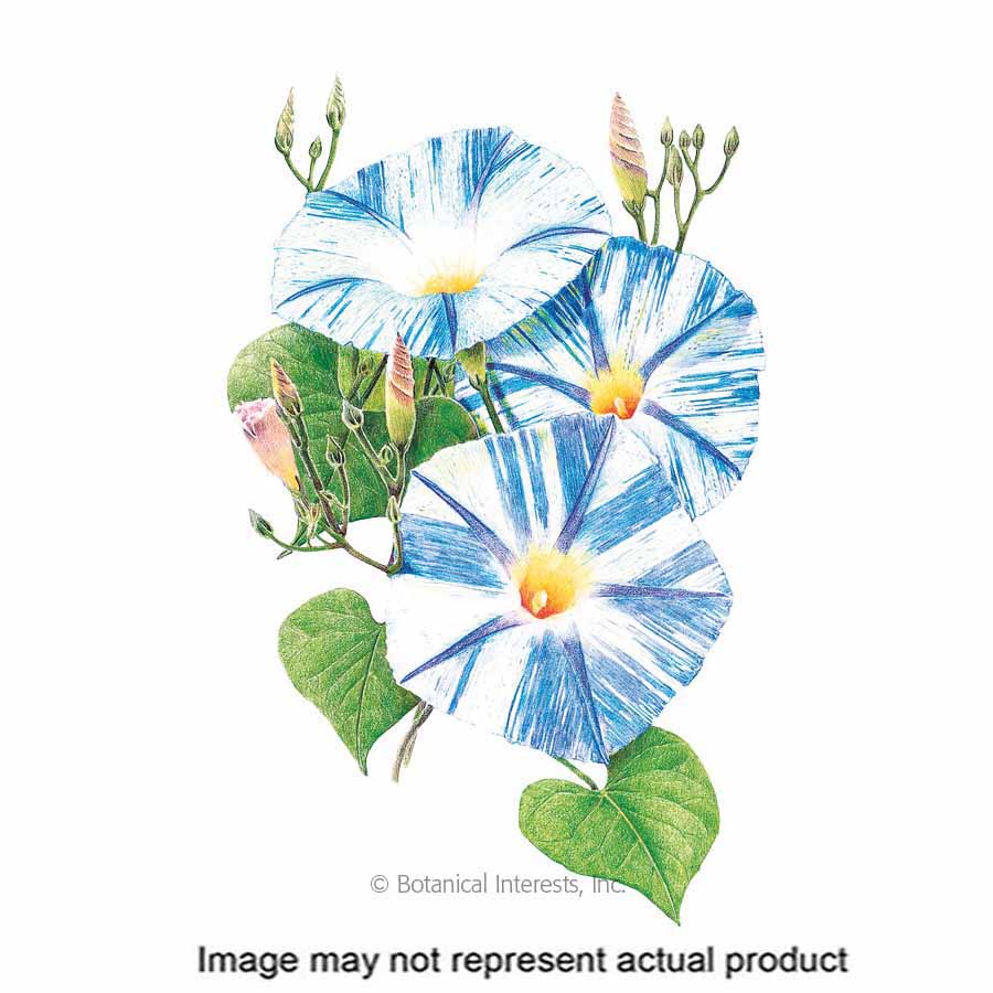 Botanical Interests 1162 Flower Seed, Morning Glory, Ipomoea Tricolor, Summer To Frost Bloom, Pure White/Sky Blue Bloom