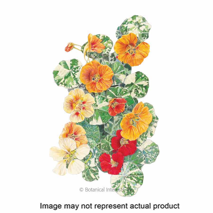 Botanical Interests 1172 Flower Seed, Nasturtium, Tropaeolum Majus, Fall Planting, Late Spring To Frost Bloom, 3 g